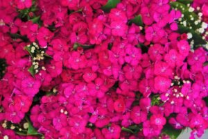 Ensemble fille orange