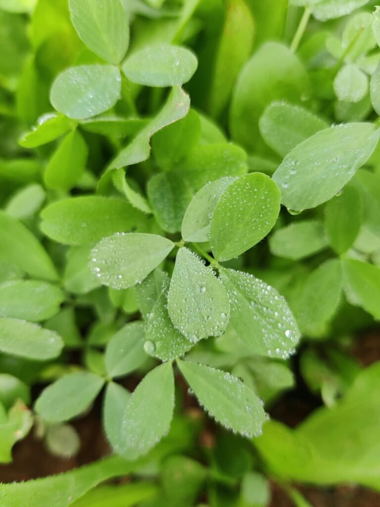 T-shirt garçon manches courtes