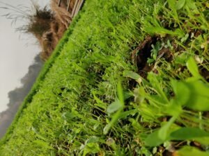 Ensemble garçon été marron